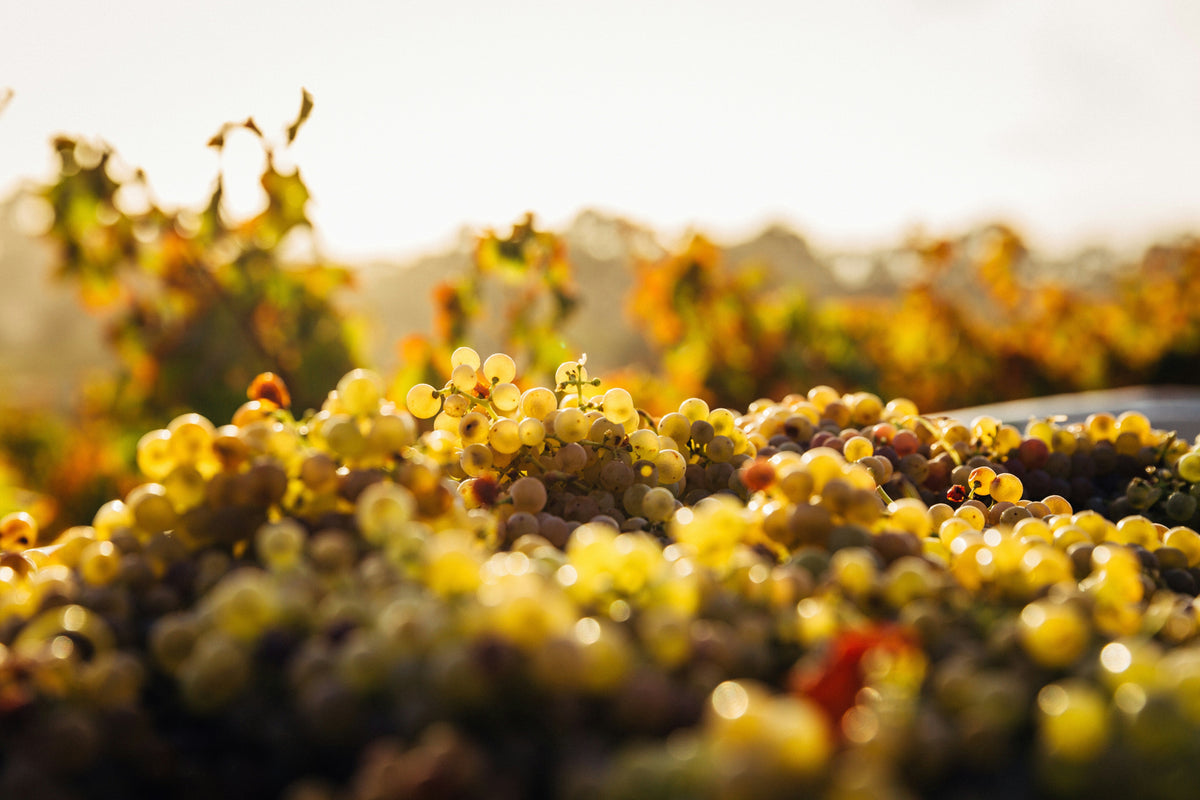 Weinberge in Italien