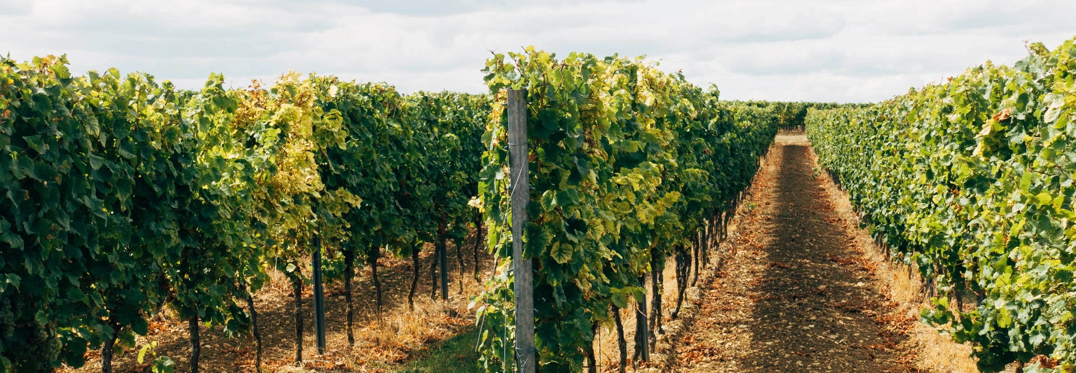 Weinreben in Italien 